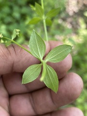 Galium rotundifolium