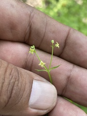 Galium rotundifolium