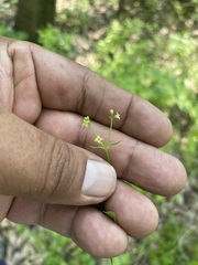 Galium rotundifolium