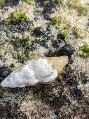 Nodopelagia brazieri