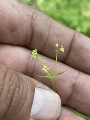 Galium rotundifolium