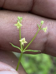 Galium rotundifolium