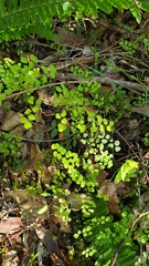 Adiantum capillus-veneris