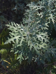 Eriophyllum staechadifolium