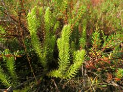Lycopodiaceae
