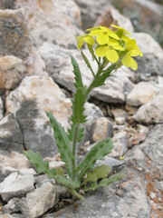 Biscutella cichoriifolia