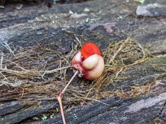 Euonymus occidentalis
