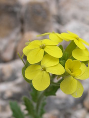 Biscutella cichoriifolia