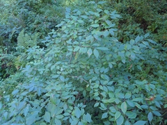 Euonymus occidentalis