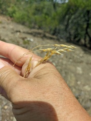 Piptatherum holciforme