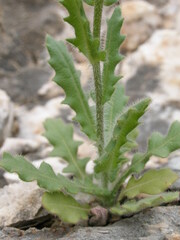Biscutella cichoriifolia