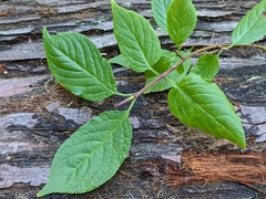 Euonymus occidentalis
