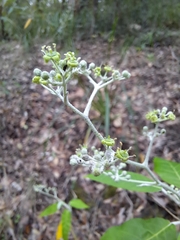Astrotricha latifolia