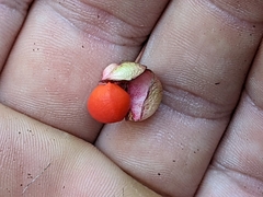 Euonymus occidentalis