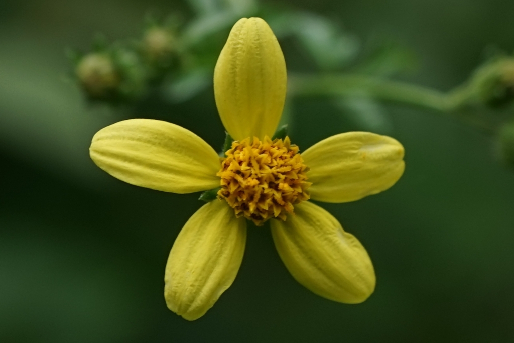 Song nha song tam (Bidens biternata)