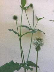Dipsacus strigosus