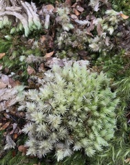 Leucobryum javense