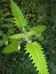 Urtica ferox