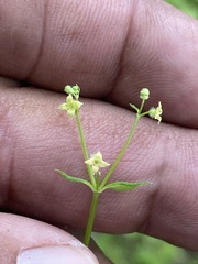 Galium rotundifolium