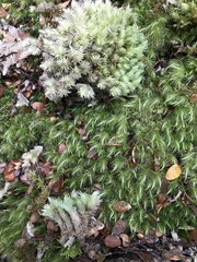 Leucobryum javense