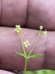 Galium rotundifolium