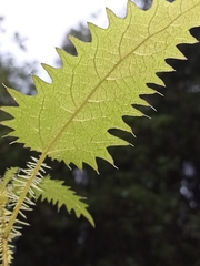 Urtica ferox