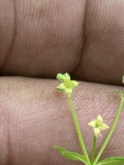 Galium rotundifolium