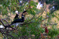 Anthracoceros coronatus