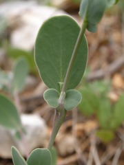 Coronilla scorpioides