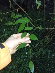 Passiflora tetrandra