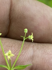 Galium rotundifolium