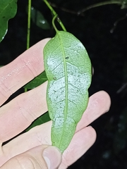 Passiflora tetrandra