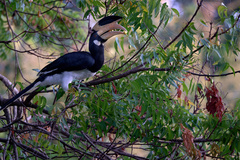 Anthracoceros coronatus