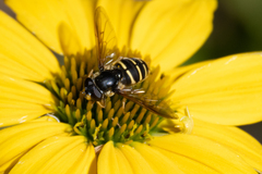 Sericomyia chalcopyga