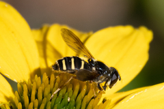 Sericomyia chalcopyga