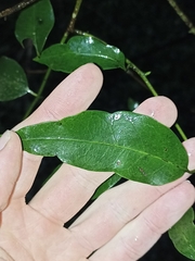 Passiflora tetrandra
