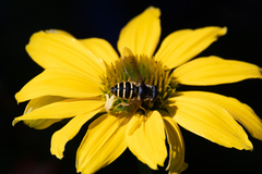Sericomyia chalcopyga