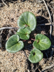 Calystegia soldanella