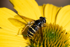 Sericomyia chalcopyga