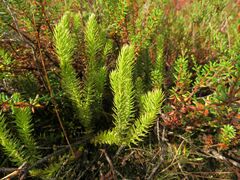 Lycopodiaceae