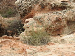 Elymus athericus