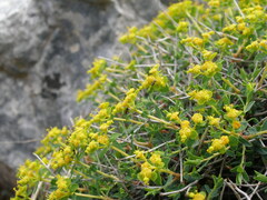 Euphorbia spinosa