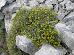Euphorbia spinosa