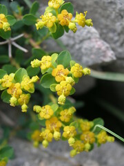 Euphorbia spinosa