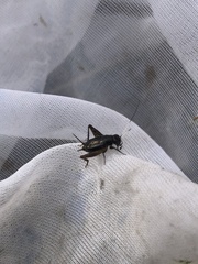 Polionemobius flavoantennalis