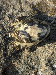 Nerita albicilla