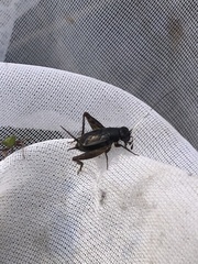 Polionemobius flavoantennalis