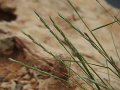 Elymus athericus