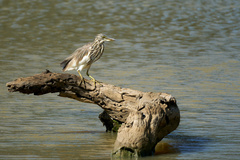 Ardeola grayii