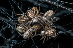 Stegodyphus sarasinorum